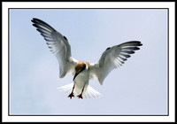 Least Tern (juvenile)
