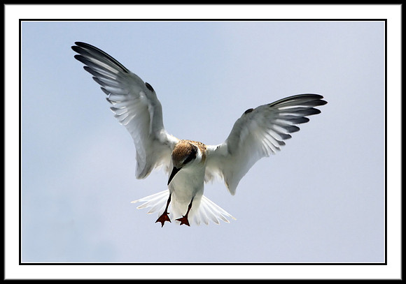 Least Tern (juvenile)