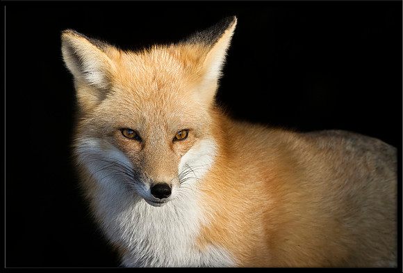 Red Fox