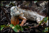 Iguana