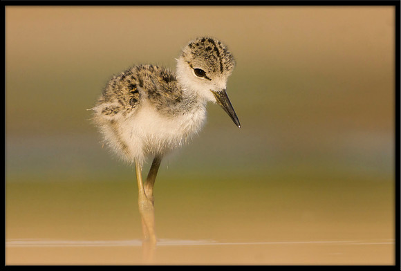 Black-necked Stilt chick