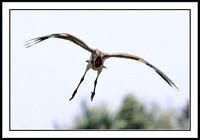 Tri-colored Heron