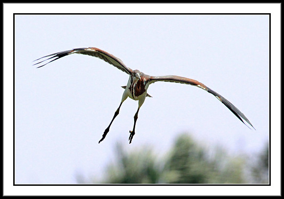 Tri-colored Heron