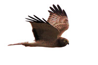 Northern Harrier