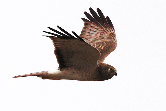 Northern Harrier