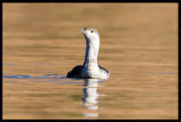 Red-throated Loon (non-breeding)