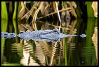 Alligator