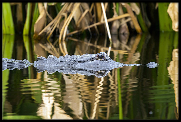Alligator