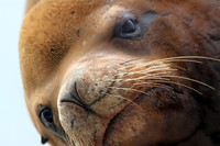 Sea Lion