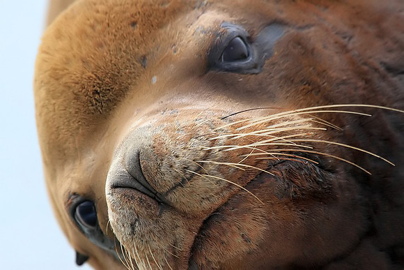 Sea Lion