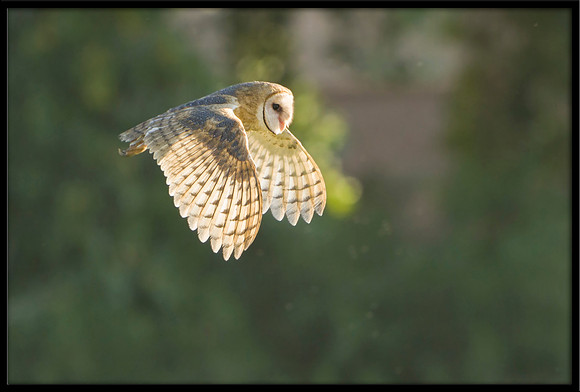Barn Owl
