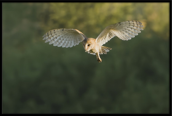 Barn Owl