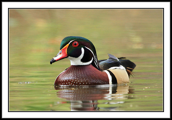 Wood Duck