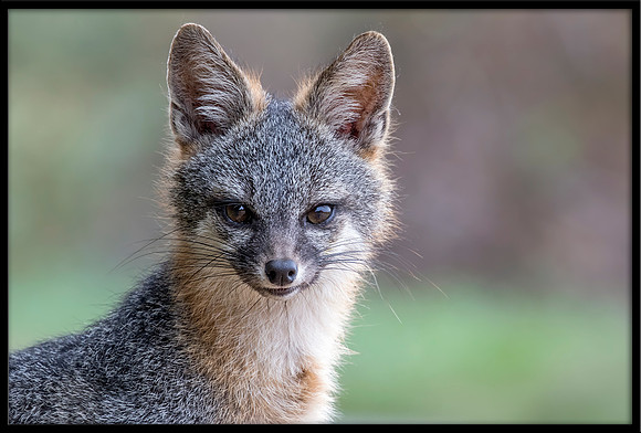 Grey Fox