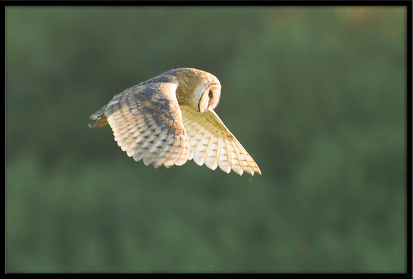 Barn Owl