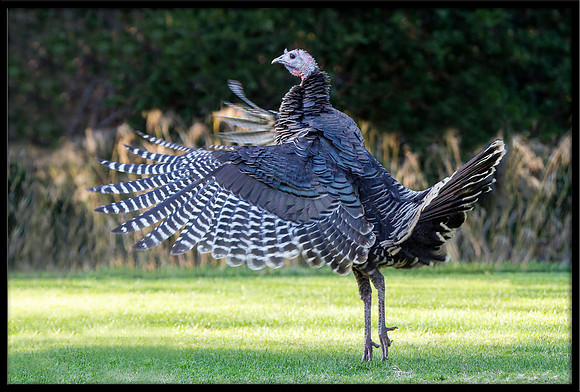 Turkey