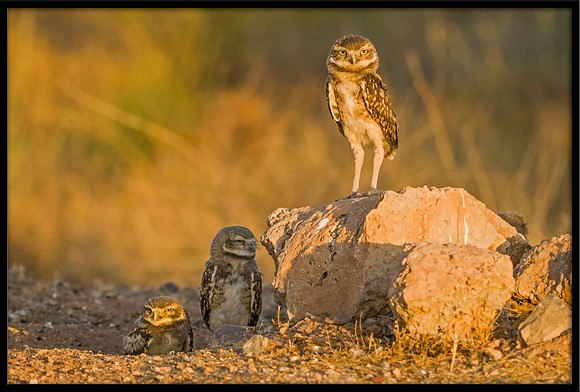 Burrowing Owlets