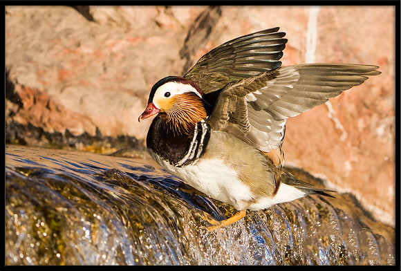 Mandarin Duck