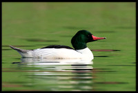 Common Merganser (m)