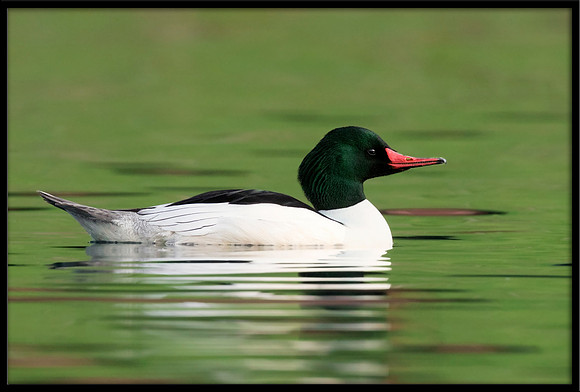 Common Merganser (m)