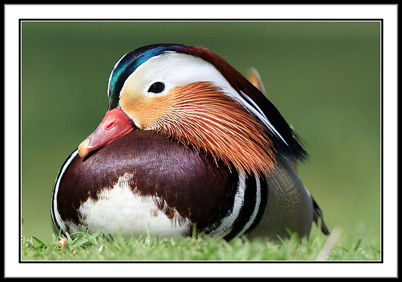 Mandarin Duck