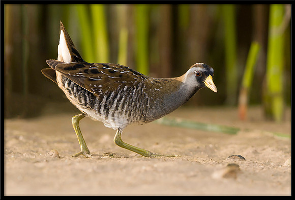 Sora