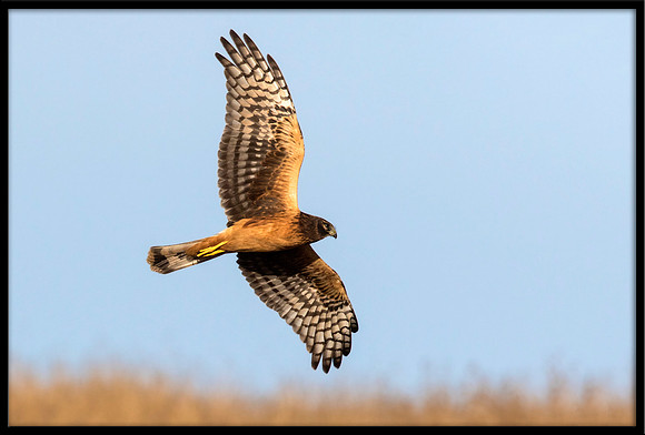 Northern Harrier