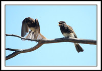 Black Phoebe feeding sequence - 7 of 7