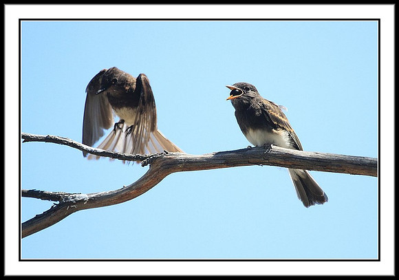 Black Phoebe feeding sequence - 7 of 7