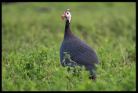 Guinea Fowl