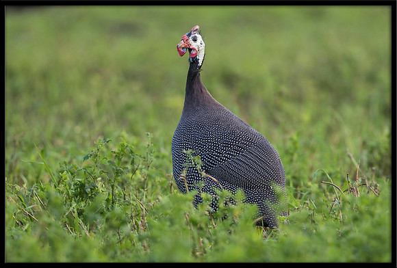 Guinea Fowl
