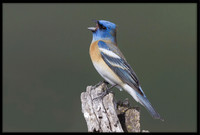 Lazuli Bunting