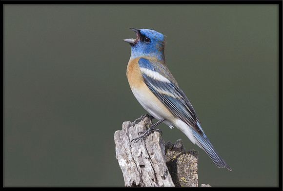 Lazuli Bunting