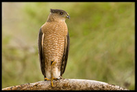 Cooper's Hawk