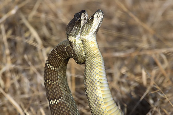 Rattlesnakes mating