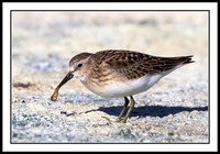 Sandpiper