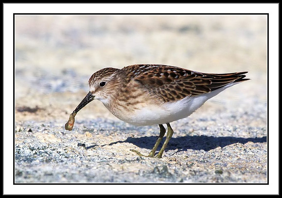 Sandpiper