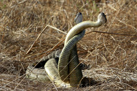 Rattlesnakes mating