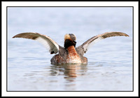 Horned Grebe