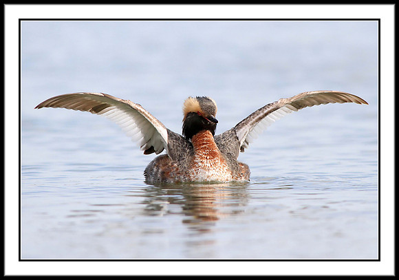 Horned Grebe