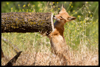 Red Fox