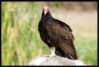Turkey Vulture