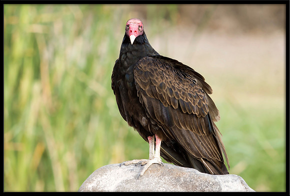 Turkey Vulture