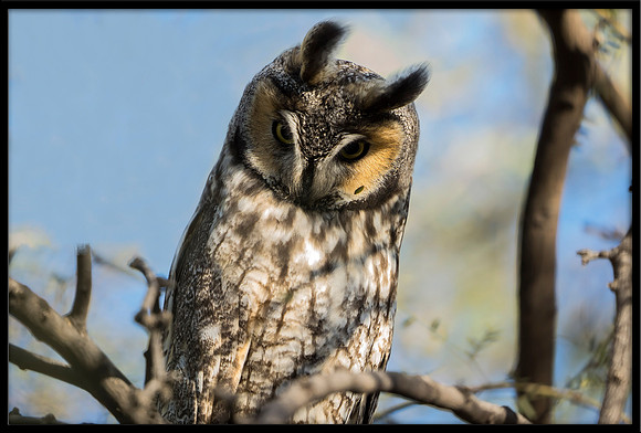 Long-eared Owl