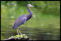 Tricolored Heron