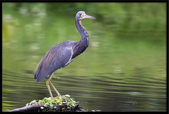 Tricolored Heron