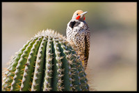 Gilded Flicker
