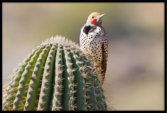 Gilded Flicker