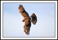Northern Harrier