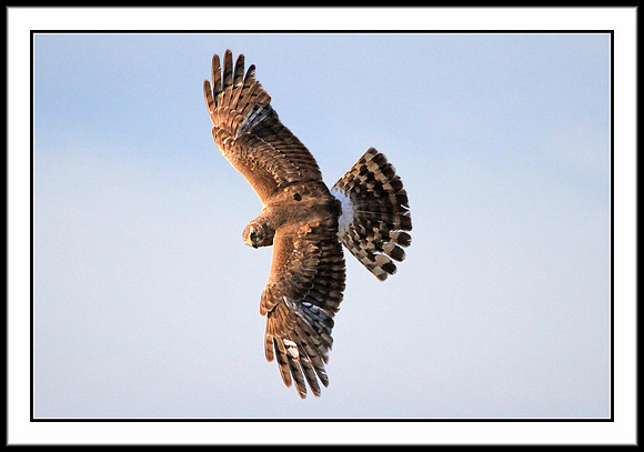 Northern Harrier